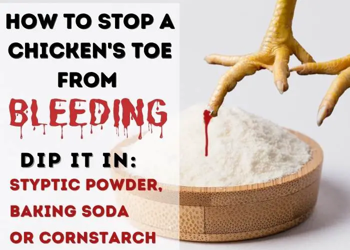 STYPTIC POWDER, BAKING SODA OR CORNSTARCH WILL HELP TO STOP A CHICKEN'S TOE FROM BLEEDING. HOW TO TRIM A CHICKEN'S NAILS.