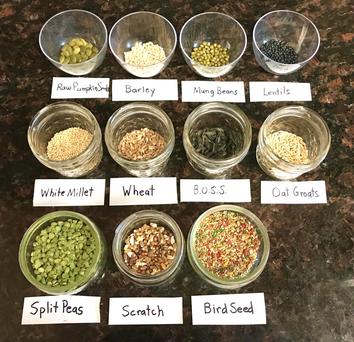 Picture of Can Dogs Eat Sprouted Grains