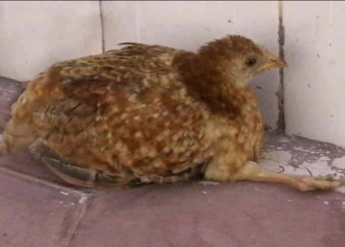 How to Know if Your Chicken Has Marek's Disease. YOUNG PULLET WITH MAREK'S DISEASE. ONE OF THE MOST COMMON FIRST SIGNS OF MAREK'S IS PARALYSIS OF ONE OR BOTH LEGS. 