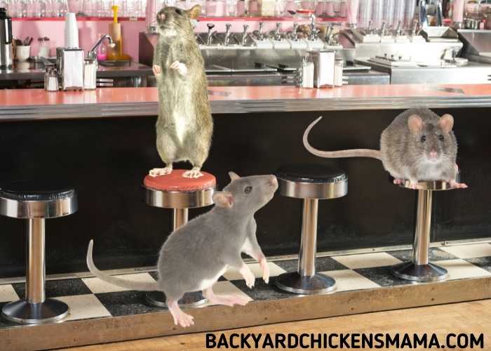 CLOSE DOWN THE 24 HOUR RAT DINER.