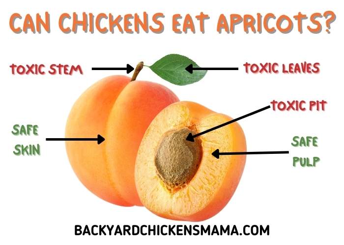 Can chickens eat apricots?  This chart shows what parts are toxic to chickens and what parts of the apricot are safe for your chickens to eat.