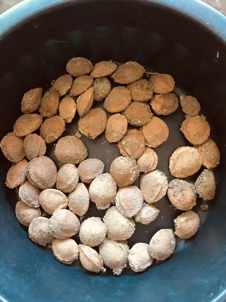 Can Chickens Eat Apricots? 7 Things You Need to Know