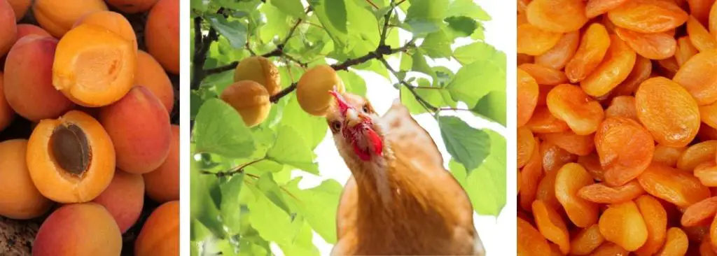 CAN CHICKENS EAT APRICOTS