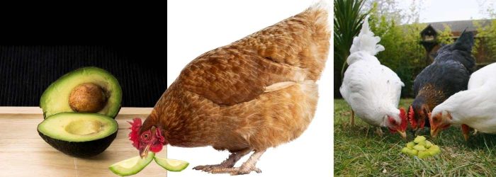 CAN CHICKENS EAT AVOCADO