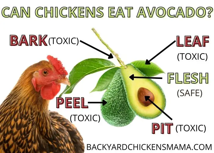 Can chickens eat avocado? 