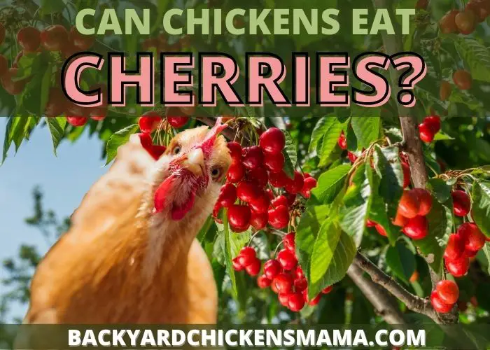 CHERRIES ARE A VERY NUTRITIOUS TREAT FOR YOUR CHICKENS TO EAT AS LONG AS YOU FOLLOW A FEW GUIDELINES.