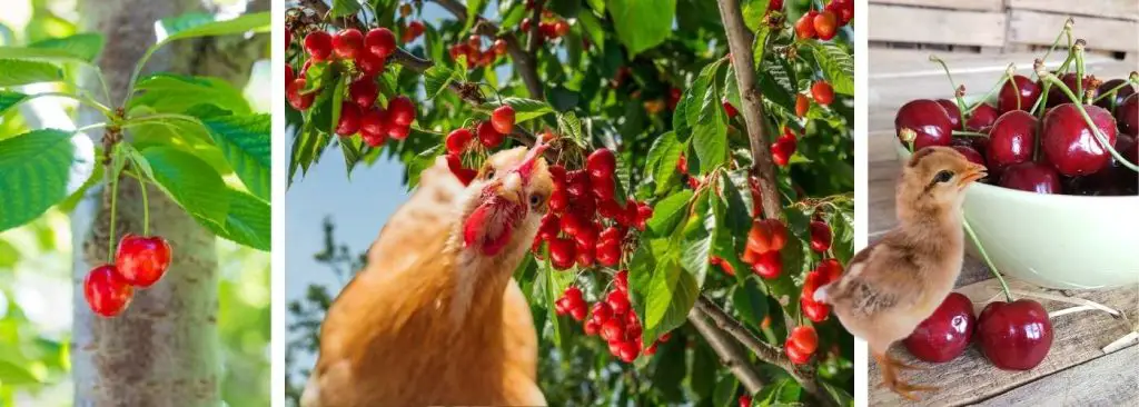CAN CHICKENS EAT CHERRIES