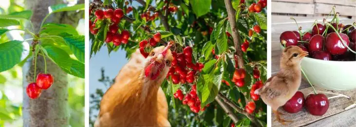 CAN CHICKENS EAT CHERRIES