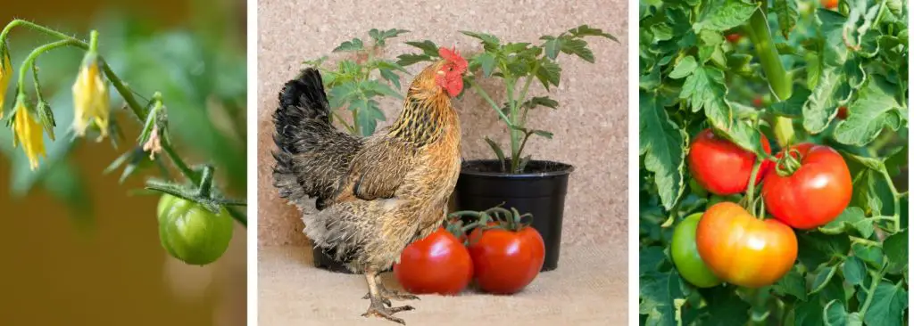 CAN CHICKENS EAT TOMATOES
