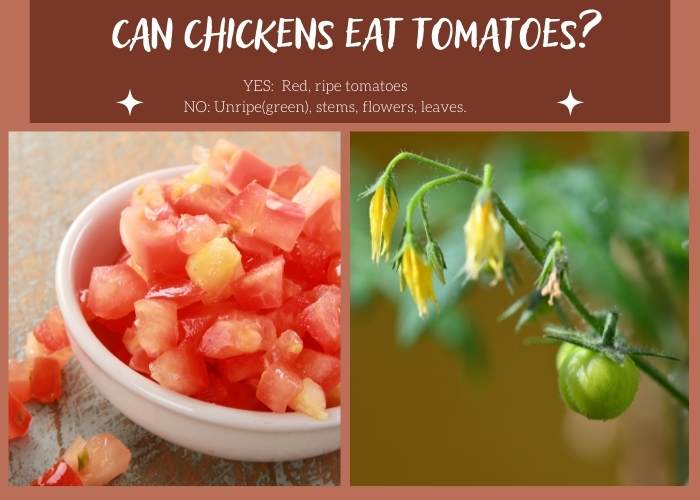 CAN CHICKENS EAT TOMATOES RIPE UNRIPE