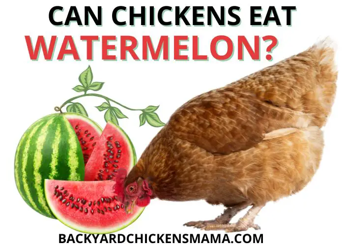 CAN CHICKENS EAT WATERMELON