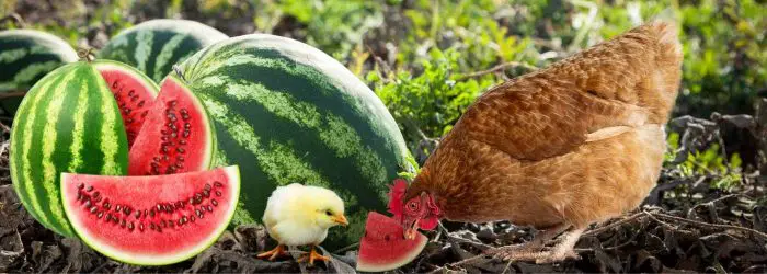 CAN CHICKENS EAT WATERMELON