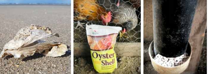 DO MY CHICKENS NEED OYSTER SHELL?