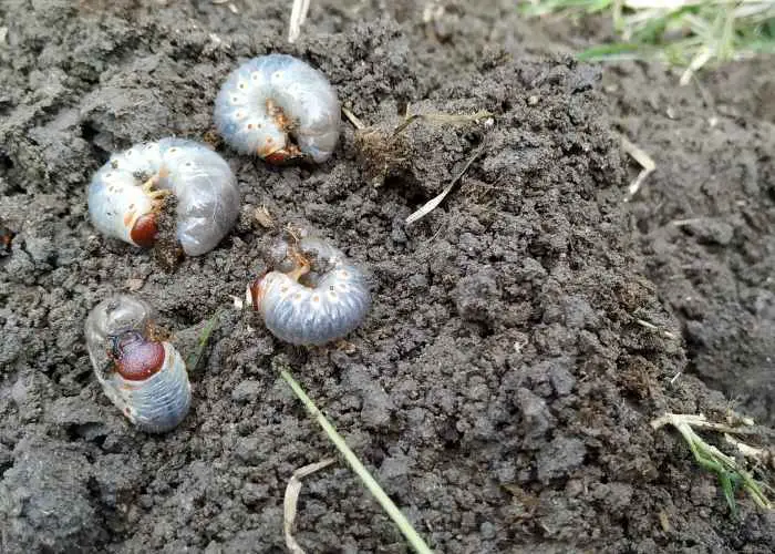 RACCOONS LOVE TO TEAR UP YOUR LAWN DIGGING FOR GRUB WORMS. 