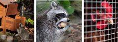 HOW TO KEEP RACCOONS OUT OF A CHICKEN COOP
