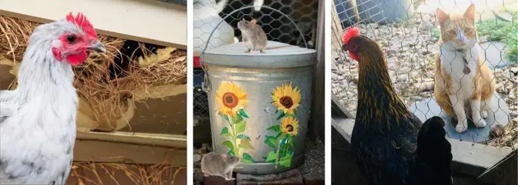 HOW TO KEEP RATS OUT OF A CHICKEN COOP.