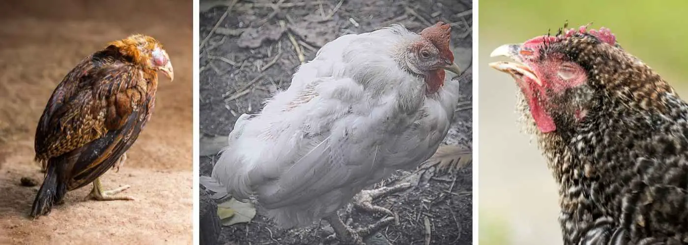 Can Dogs Get Sick from Chickens? 5 Serious Illnesses