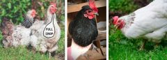 IMPORTANT THINGS YOUR CHICKENS CROP IS TRYING TO TELL YOU