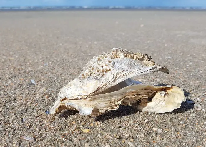 FIND OUT WHAT THE LOCAL LAWS ARE BEFORE YOU GATHER OYSTER SHELLS ON THE OCEAN SHORES.