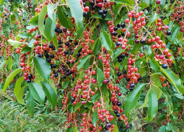 WILD CHERRY TREE:  PRUNUS SEROTINA.  THE LEAVES, BARK AND TWIGS ARE TOXIC TO CHICKENS.