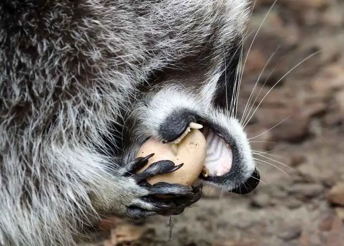RACCOON EATING CHICKEN EGG. How to keep raccoons out of a chicken coop.