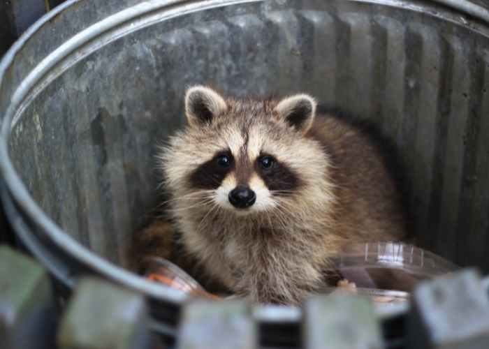 Raccoon in garbage can.  Keep garbage cans away from the chicken coop.