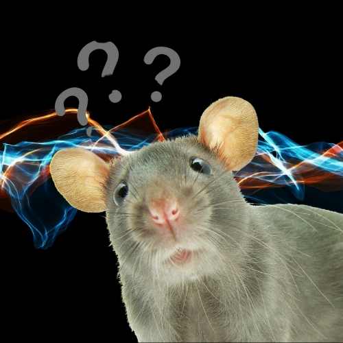 ULTRASONIC DEVICES CAN BE USED TO HELP DETER RATS.