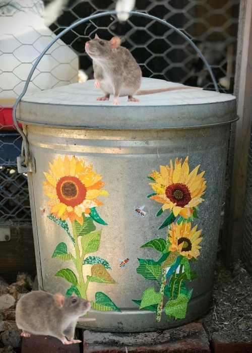 HOW TO KEEP RATS OUT OF A CHICKEN COOP. USE A STEEL METAL GARBAGE CAN TO DETER RATS FROM GETTING INTO THE CHICKEN FEED.