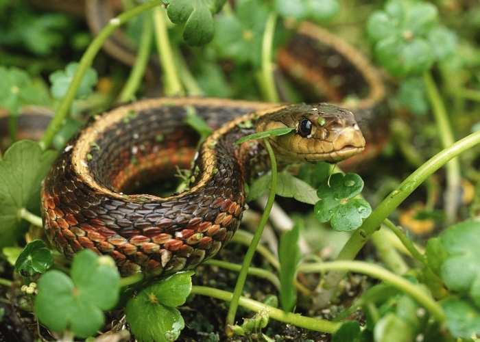 HOW TO KEEP SNAKES OUT OF A CHICKEN COOP