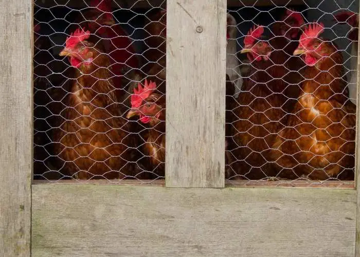 WHY CHICKENS WON'T GO INTO THE COOP