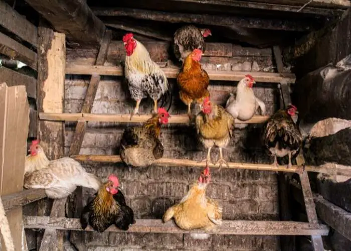 WHY CHICKENS WON'T GO INTO THE COOP