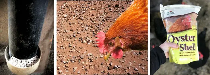 DO ALL CHICKENS NEED GRIT