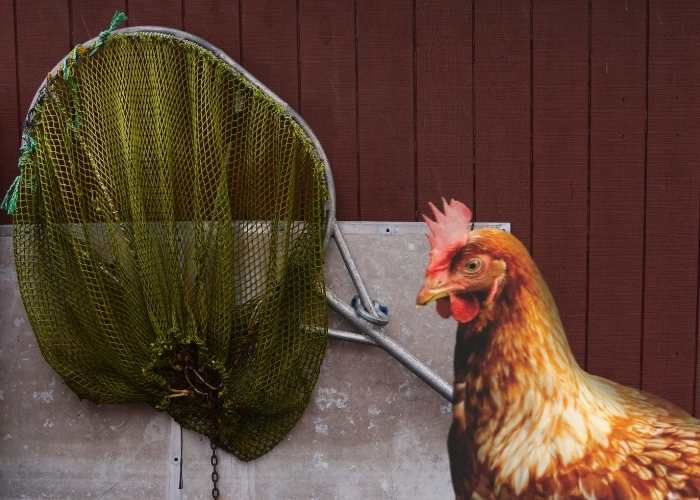 How to catch a chicken with a net.