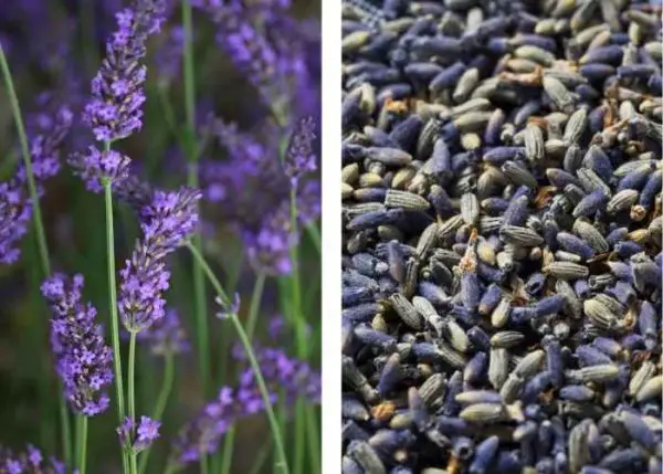 Image showcasing Is Lavender Safe for Chickens? | Backyard Chickens Mama