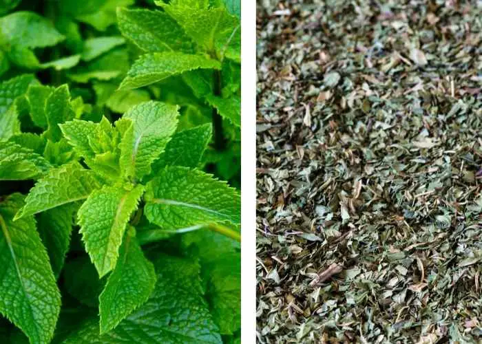 Peppermint for chickens