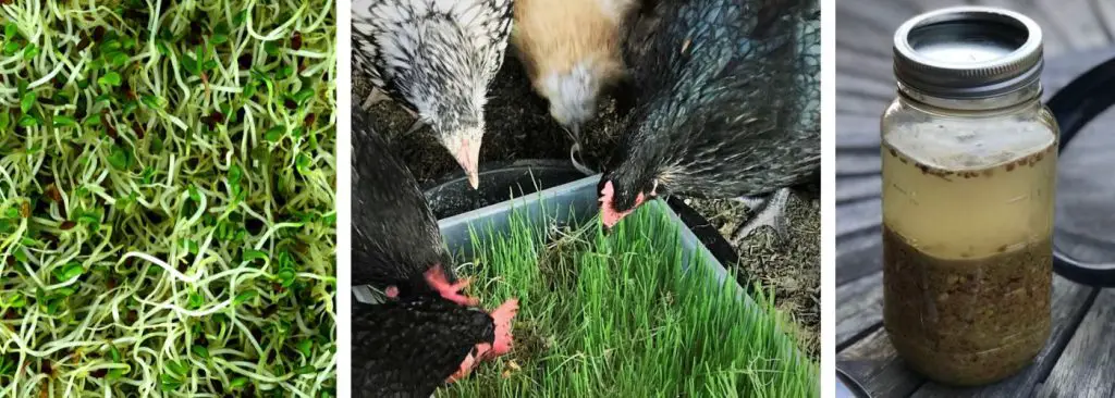 SPROUTS, FODDER, FERMENTED CHICKEN FEED