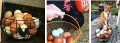 WHEN DO HENS START LAYING EGGS