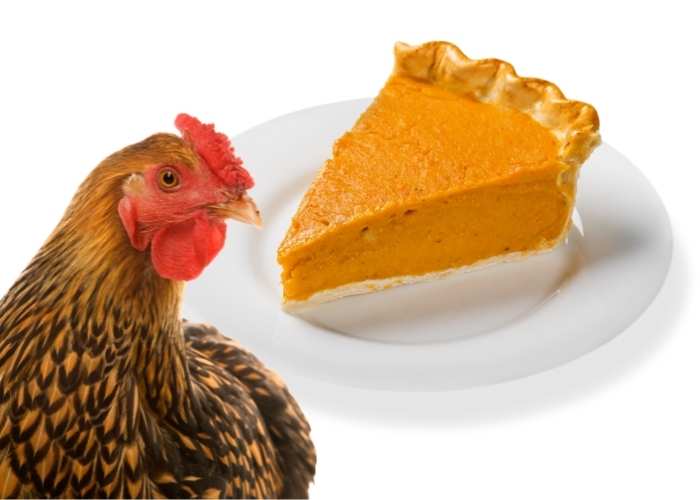 CAN CHICKENS EAT PUMPKIN PIE