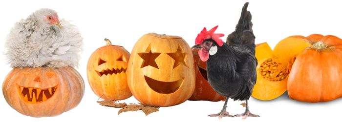 CAN CHICKENS EAT PUMPKIN