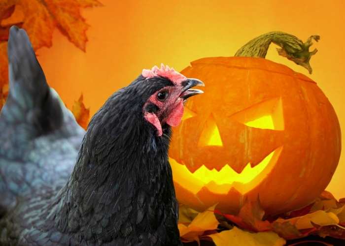 Can chickens eat Halloween pumpkin?