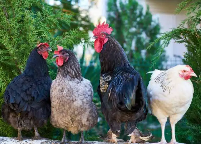 How to Raise Happy, Healthy and Productive Chickens. FREE chicken guide.