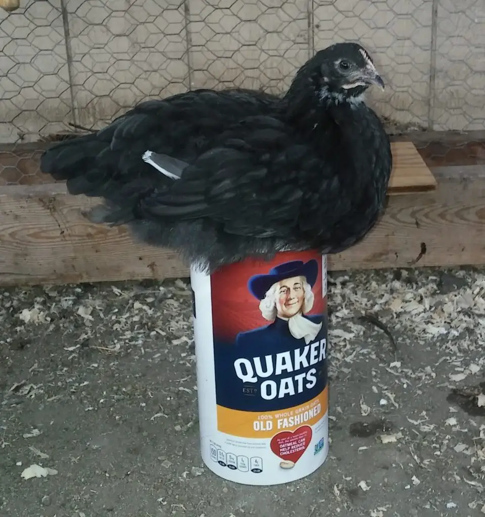 Can chickens eat oatmeal