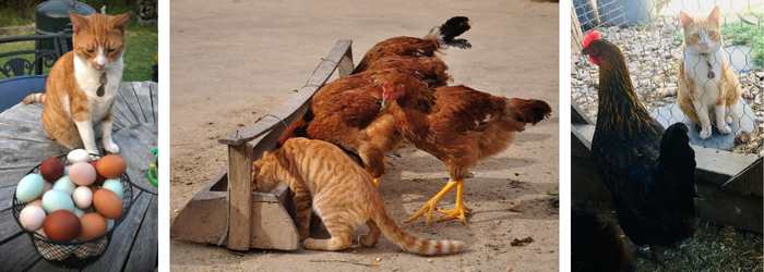 CAN I OWN A CAT AND CHICKENS