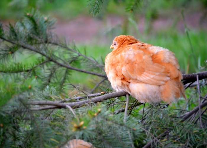 CHICKEN ROOSTING ON TREE BRANCH