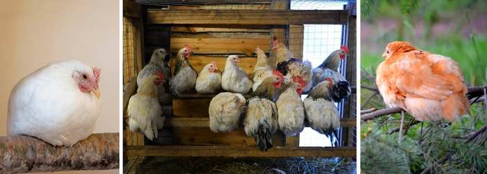 CHICKEN ROOSTING BARS