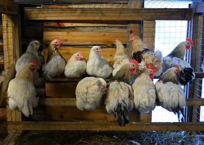 Chicken Roosting Bars-best chicken roosting bar height