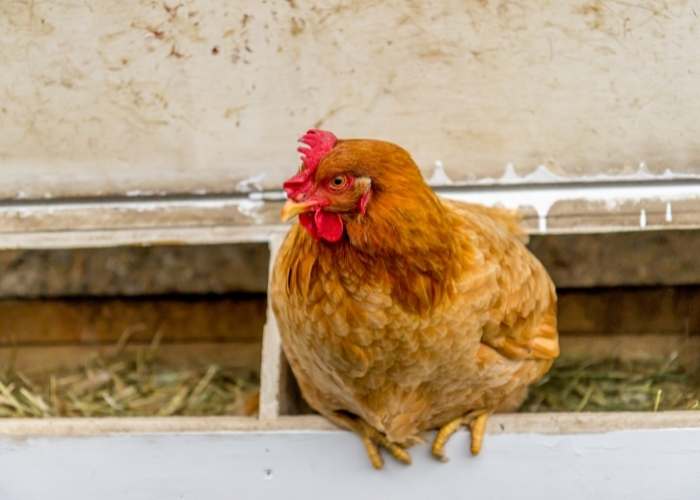 HEN-ROOSTING-IN-NESTING-BOX