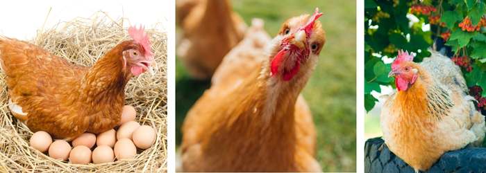 HOW TO RAISE HAPPY, HEALTHY AND PRODUCTIVE CHICKENS