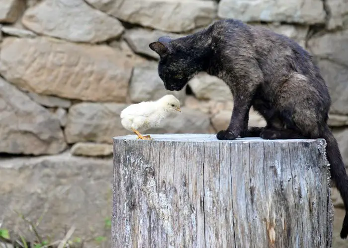 IT ISN'T RECOMMENDED TO LET BABY CHICKS OUT AROUND CATS UNTIL THEY ARE FULL GROWN AND CAN BETTER DEFEND THEMSELVES.