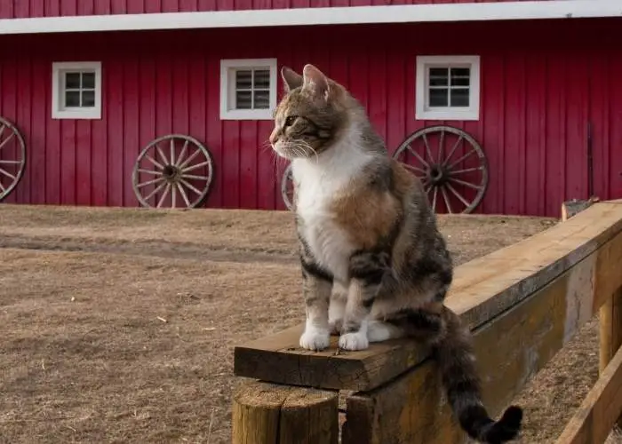 THERE ARE MANY BENEFITS TO OWNING A BARN CAT.